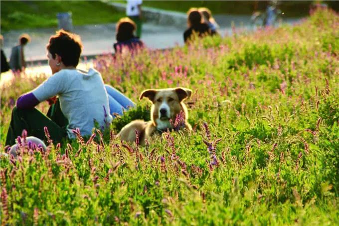 养狗最重要的不是钱，这个学历证了解一下!|德国制造Part2