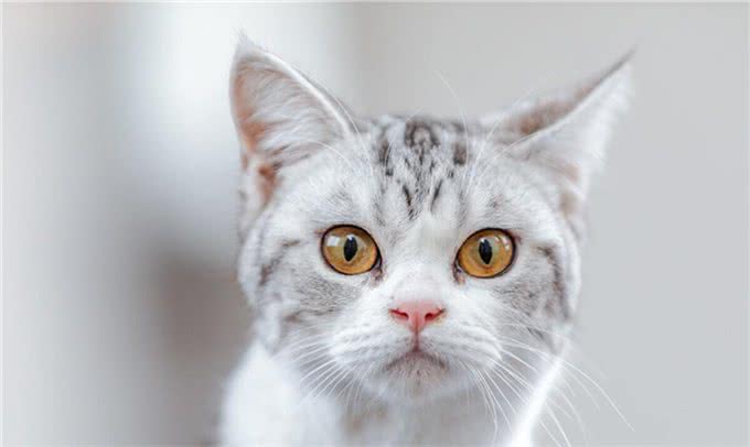 怎么看美国短毛猫（美短）的品相~买猫避免踩坑