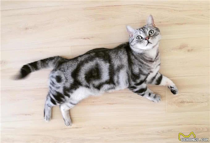 怎么看美国短毛猫（美短）的品相~买猫避免踩坑