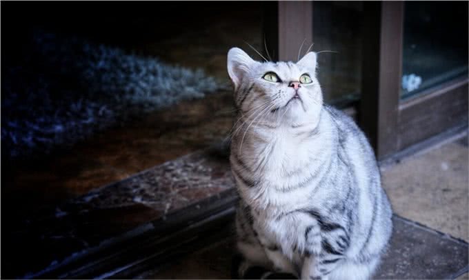 怎么看美国短毛猫（美短）的品相~买猫避免踩坑