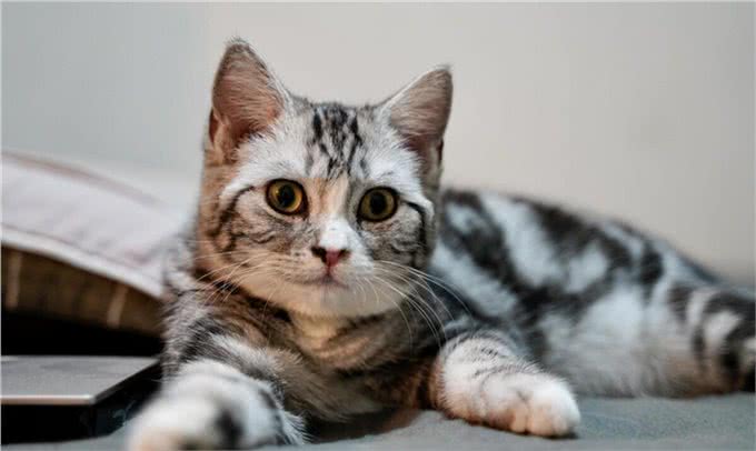 怎么看美国短毛猫（美短）的品相~买猫避免踩坑