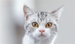 怎么看美国短毛猫（美短）的品相~买猫避免踩坑