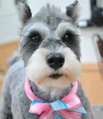 「涵姐详细介绍标准雪纳瑞犬」原产德国的雪纳瑞/标准雪纳瑞