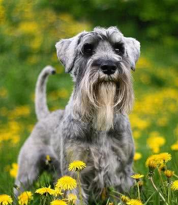 「涵姐详细介绍标准雪纳瑞犬」原产德国的雪纳瑞/标准雪纳瑞