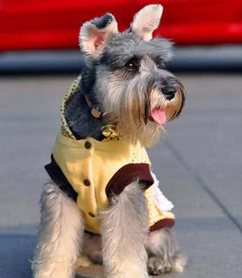 「涵姐详细介绍标准雪纳瑞犬」原产德国的雪纳瑞/标准雪纳瑞