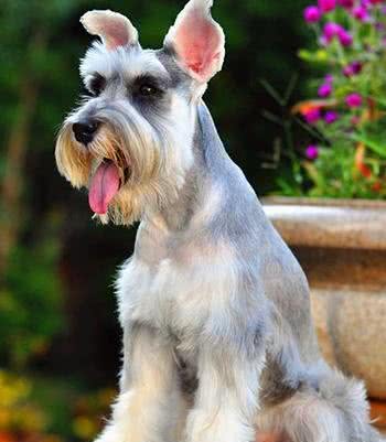 「涵姐详细介绍标准雪纳瑞犬」原产德国的雪纳瑞/标准雪纳瑞