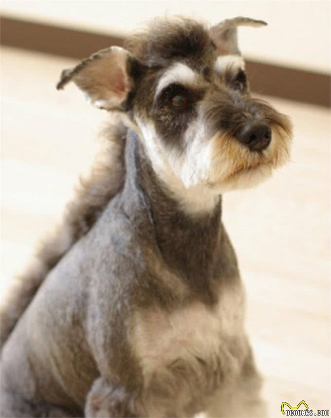 「涵姐详细介绍标准雪纳瑞犬」原产德国的雪纳瑞/标准雪纳瑞