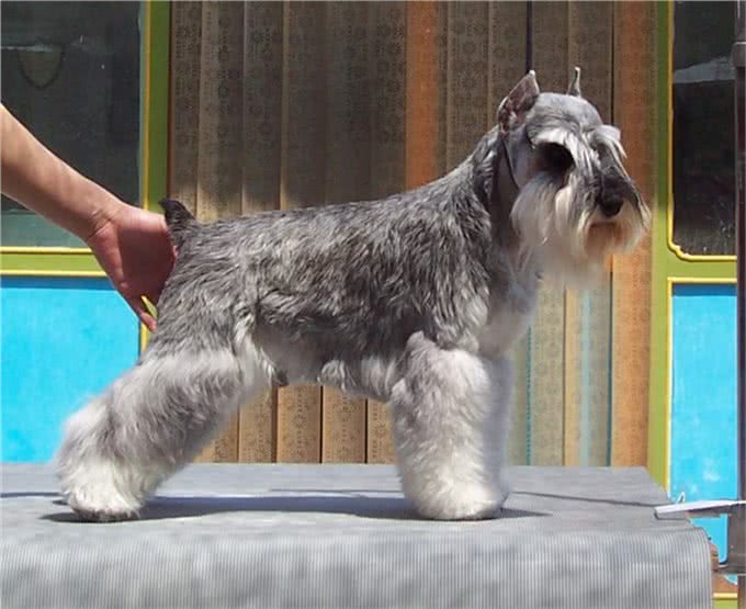 「涵姐详细介绍标准雪纳瑞犬」原产德国的雪纳瑞/标准雪纳瑞