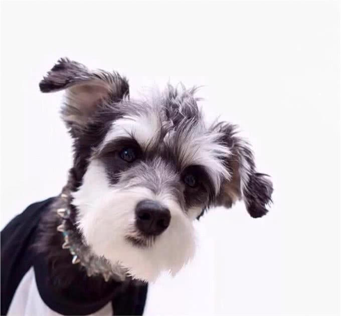 「涵姐详细介绍标准雪纳瑞犬」原产德国的雪纳瑞/标准雪纳瑞