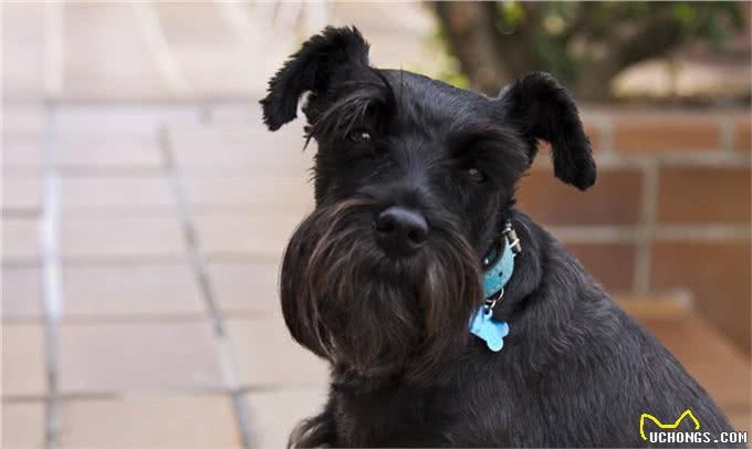 「涵姐详细介绍标准雪纳瑞犬」原产德国的雪纳瑞/标准雪纳瑞
