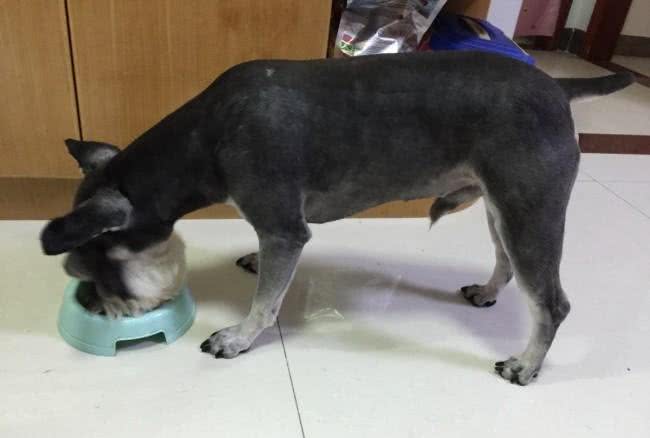 「涵姐详细介绍标准雪纳瑞犬」原产德国的雪纳瑞/标准雪纳瑞