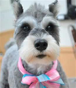 「涵姐详细介绍标准雪纳瑞犬」原产德国的雪纳瑞/标准雪纳瑞