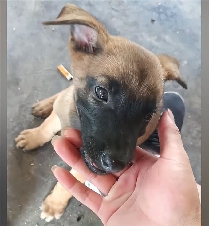 院子里传来惨烈的狗叫声，主人查看情况后语塞:谁让你这么馋?