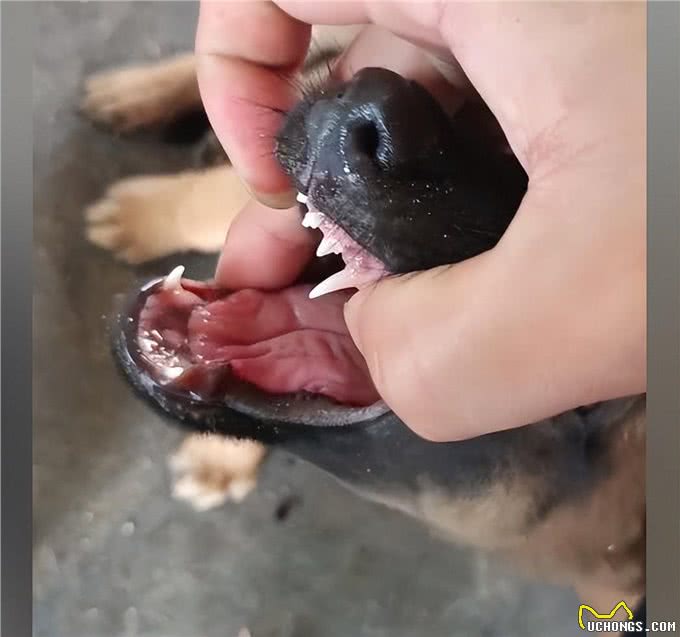 院子里传来惨烈的狗叫声，主人查看情况后语塞:谁让你这么馋?