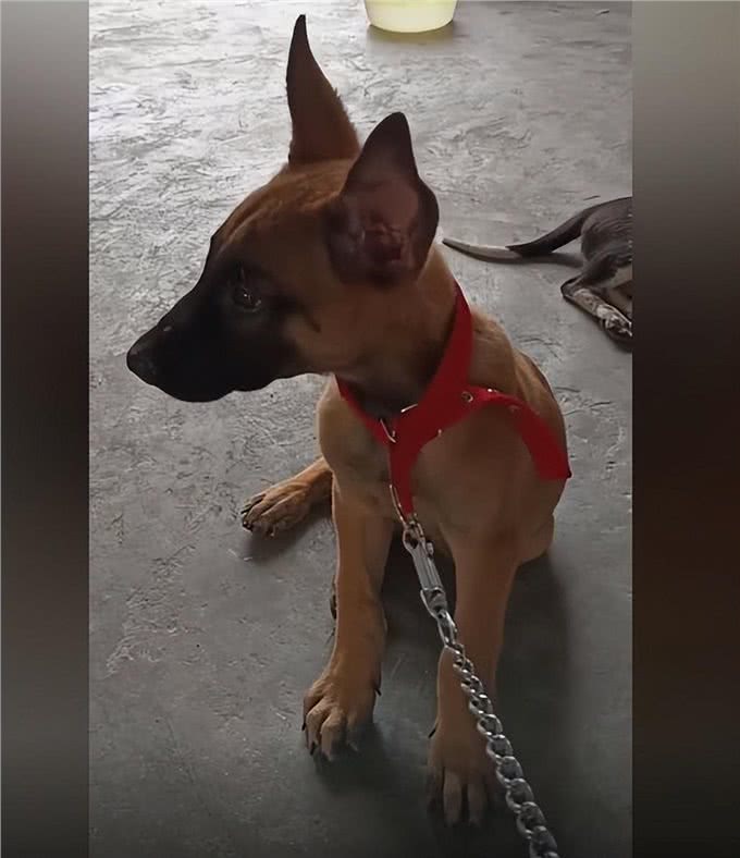 院子里传来惨烈的狗叫声，主人查看情况后语塞:谁让你这么馋?