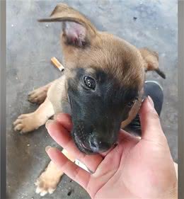 院子里传来惨烈的狗叫声，主人查看情况后语塞:谁让你这么馋?