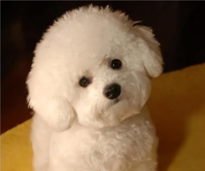 养比熊犬，要保持这7个习惯，它会更长命