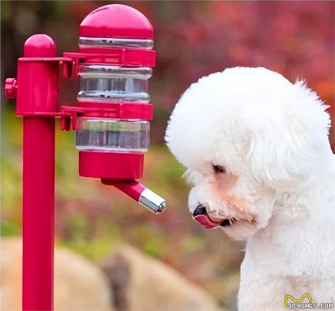 养比熊犬，要保持这7个习惯，它会更长命