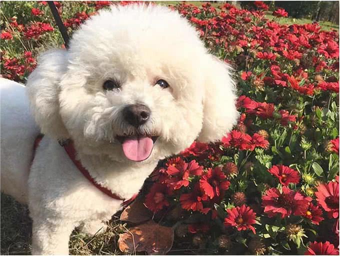 养比熊犬，要保持这7个习惯，它会更长命