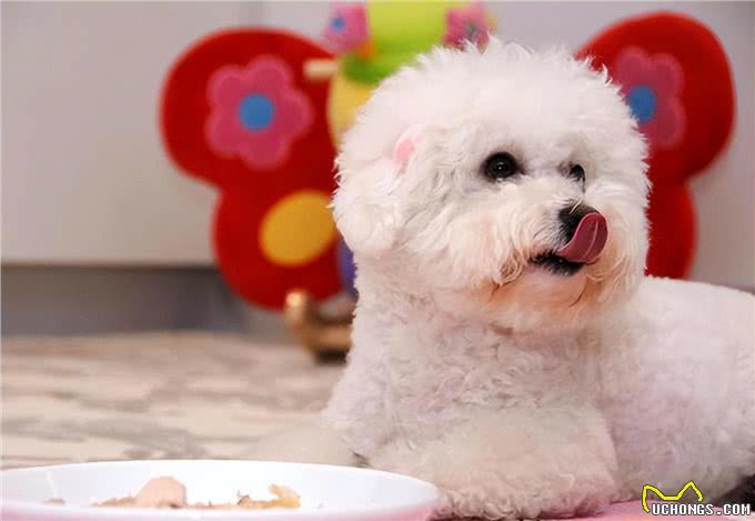 养比熊犬，要保持这7个习惯，它会更长命