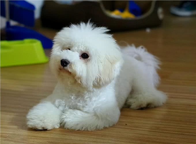 养比熊犬，要保持这7个习惯，它会更长命