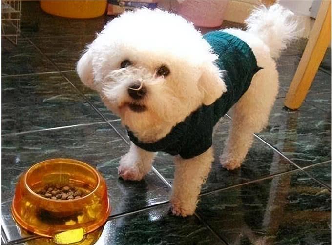 养比熊犬，要保持这7个习惯，它会更长命