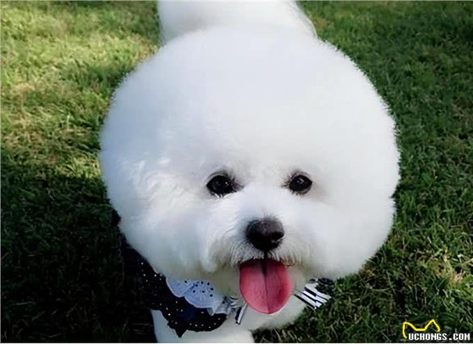 养比熊犬，要保持这7个习惯，它会更长命