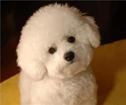 养比熊犬，要保持这7个习惯，它会更长命