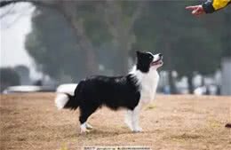 最有灵性的7种狗，你对它的好，都会记在心里!快看有没有你家的