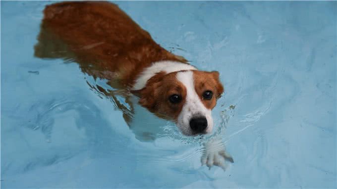 原来狗狗不是天生会游泳!想不到是这样