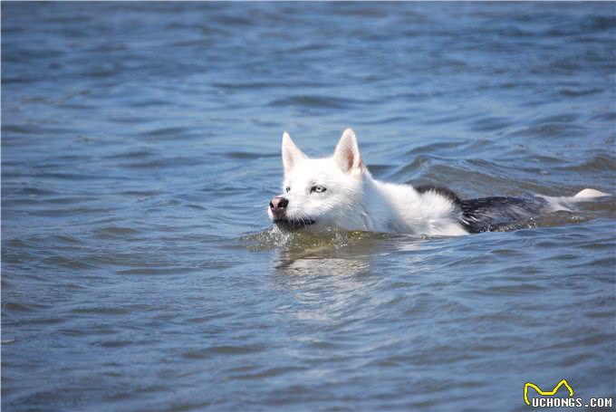 原来狗狗不是天生会游泳!想不到是这样