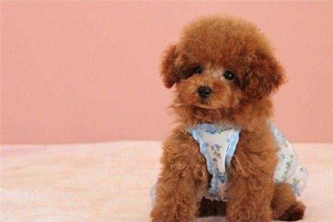 茶杯泰迪走路抬后腿