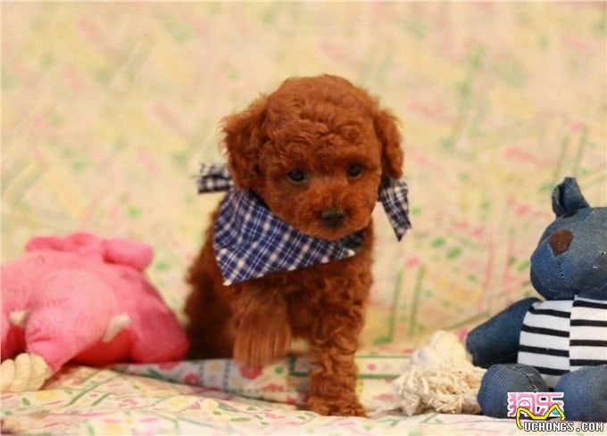 茶杯泰迪走路抬后腿