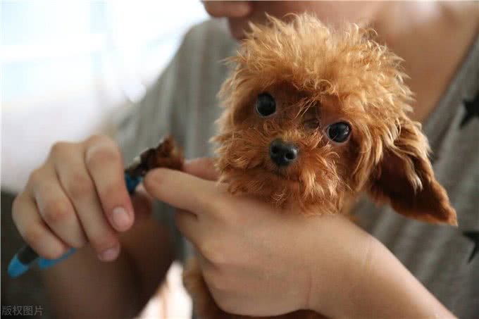 茶杯泰迪走路抬后腿