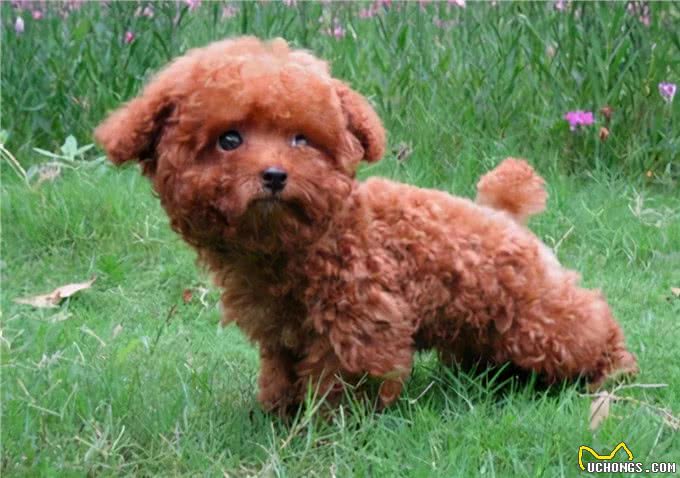 茶杯泰迪走路抬后腿