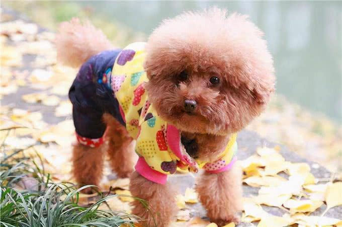 茶杯泰迪走路抬后腿