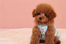 茶杯泰迪走路抬后腿