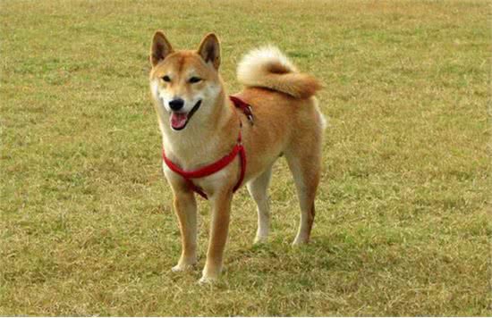 你知道柴犬的有趣生活习惯吗?又怎样喂养呢?这里给你答案