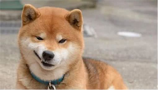 你知道柴犬的有趣生活习惯吗?又怎样喂养呢?这里给你答案