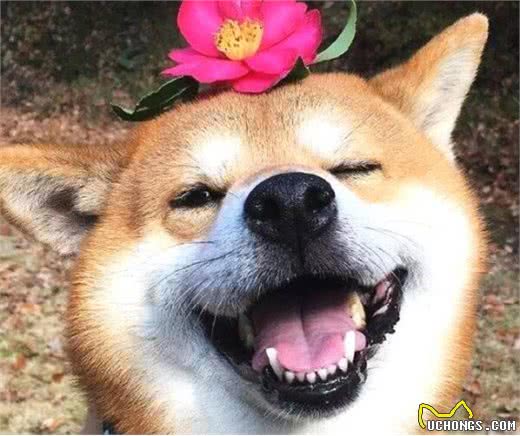 你知道柴犬的有趣生活习惯吗?又怎样喂养呢?这里给你答案