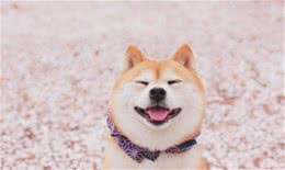 你知道柴犬的有趣生活习惯吗?又怎样喂养呢?这里给你答案