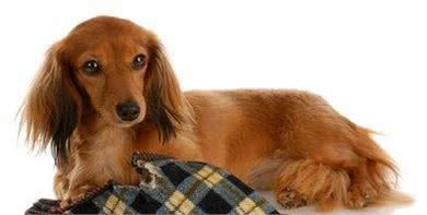 狗狗乱咬鞋子怎么办咬拖鞋占有欲作怪