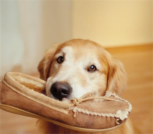 狗狗乱咬鞋子怎么办咬拖鞋占有欲作怪