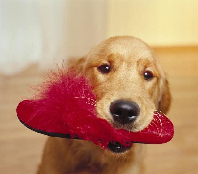 狗狗乱咬鞋子怎么办咬拖鞋占有欲作怪