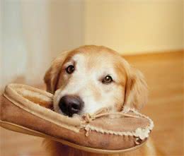 狗狗乱咬鞋子怎么办咬拖鞋占有欲作怪