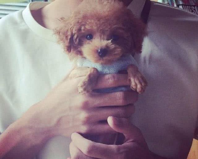 新手1分钟学会养泰迪，狗史上最全攻略