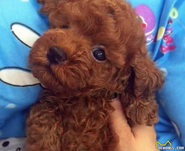 新手1分钟学会养泰迪，狗史上最全攻略