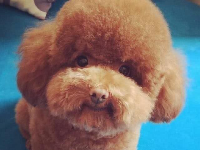 新手1分钟学会养泰迪，狗史上最全攻略