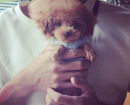 新手1分钟学会养泰迪，狗史上最全攻略