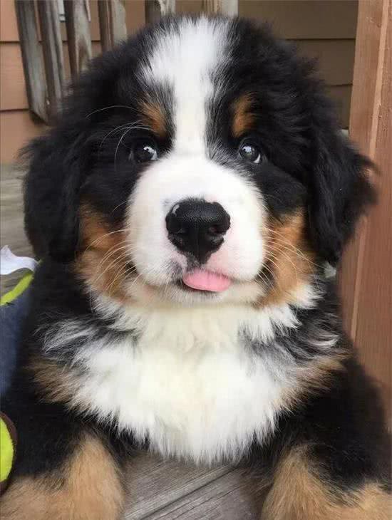 有一说一，养一只伯恩山犬，那是真的有意思